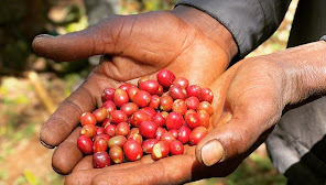 Heleph Coffee Exporter ( ሄልፍ የቡና ላኪ )